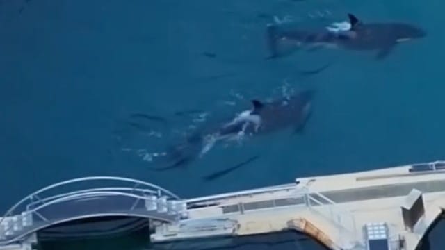 2 Orcas leben seit Monaten in verlassenem Aquarium