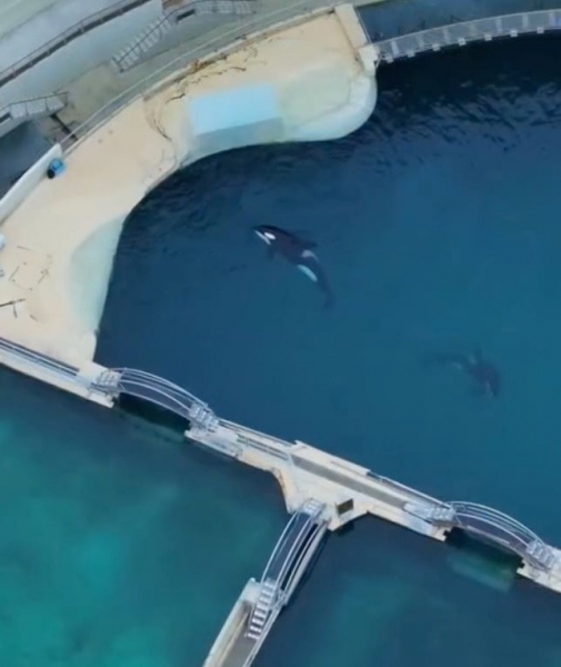 2 Orcas leben seit Monaten in verlassenem Aquarium